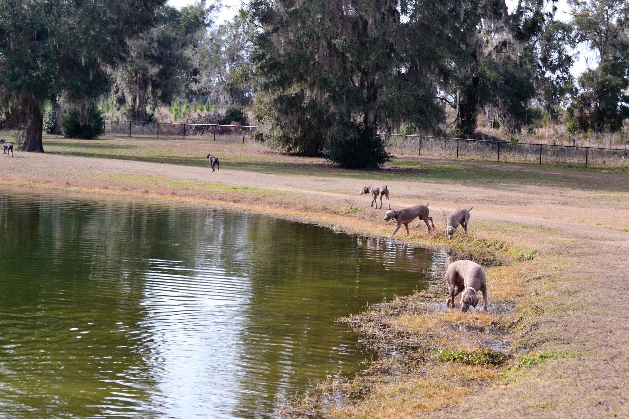 Barkley Square dog park day ⋆ BringFido