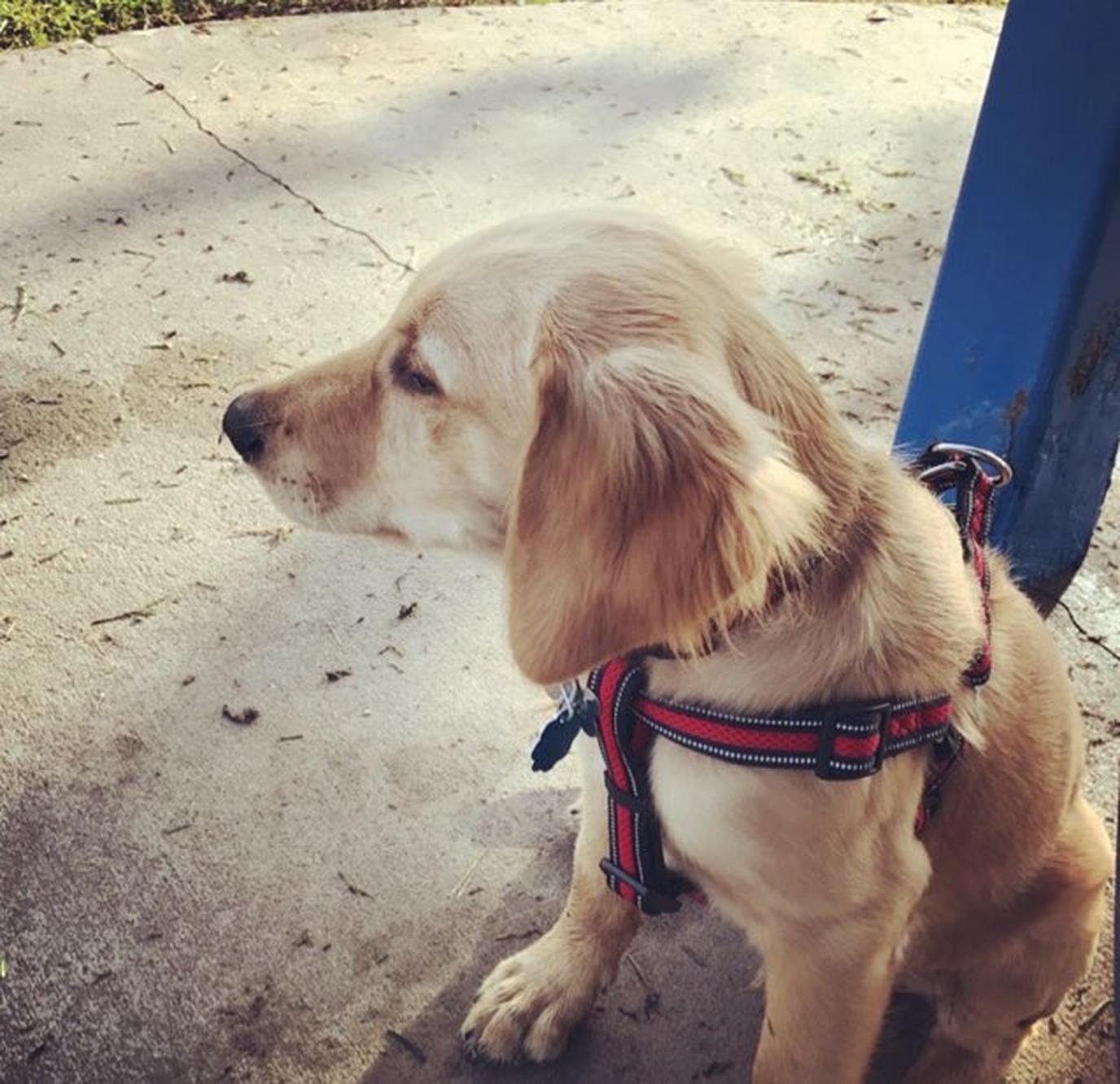 Meadow Woods Dog Park