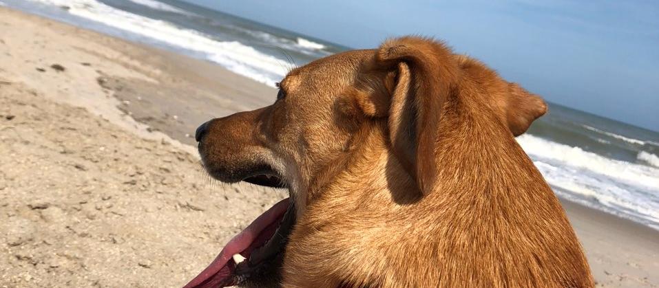 Dog Friendly Indialantic, FL