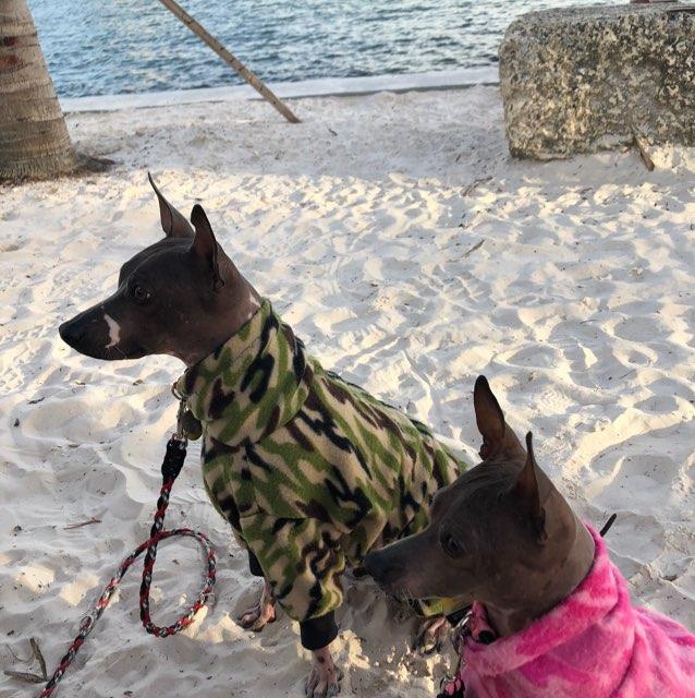O Leary S Tiki Bar Grill Is Pet Friendly