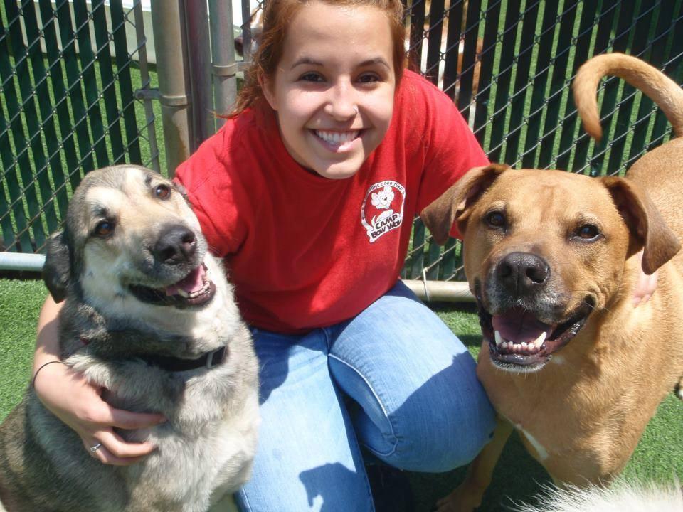 Directory Of Doggie Daycare Boarding In Durham Nc Bringfido