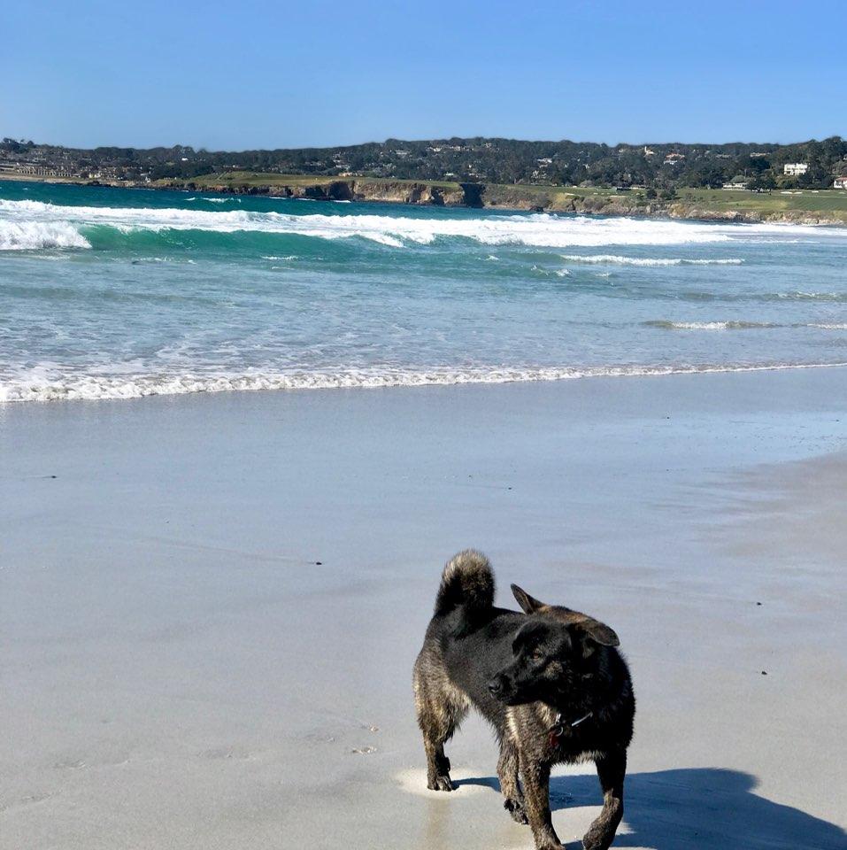 Luna’s first beach trip
