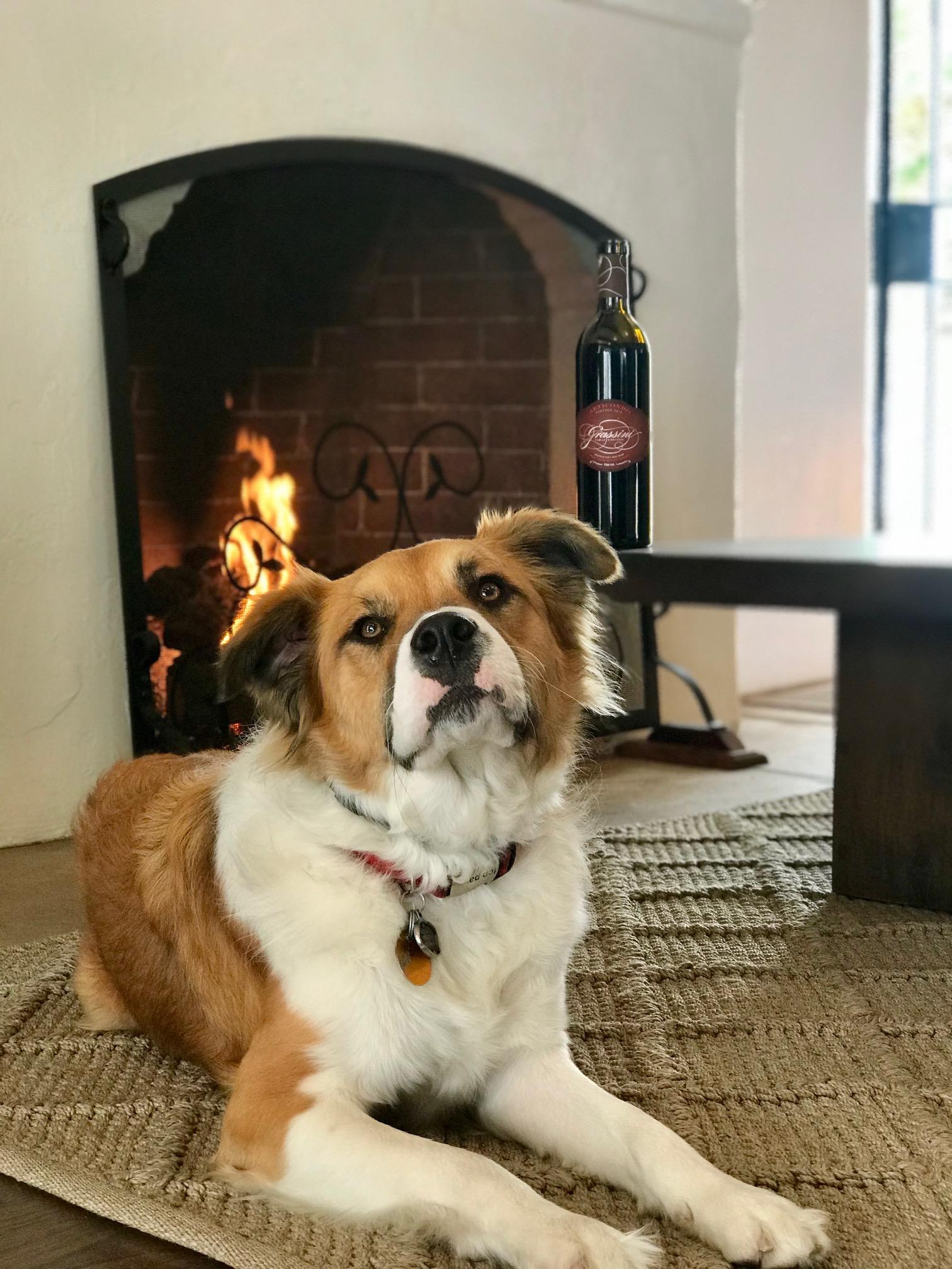 Dog Friendly Activities Santa Barbara: Explore Top Spots