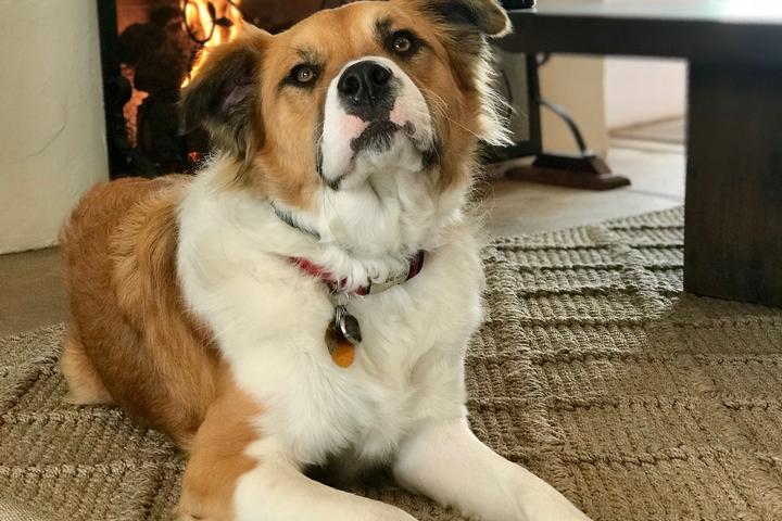 Dog Friendly Activities Santa Barbara: Explore Top Spots