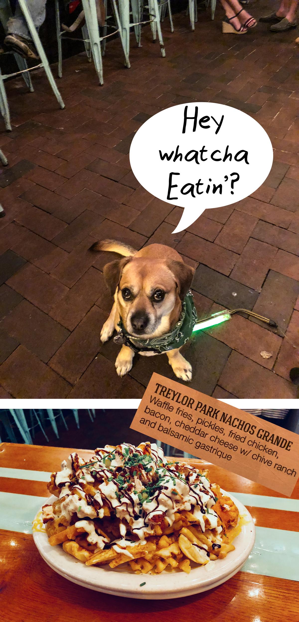 Astro the Dog @ Treylor Park Savannah