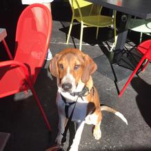 Red Pepper Taqueria Buckhead restaurant view 3