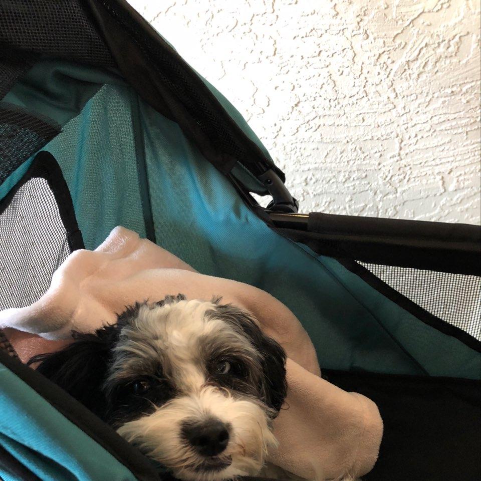 Pet Friendly