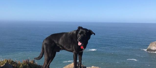 Dog Friendly Trinidad, CA