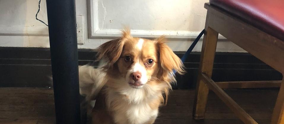 Dog Friendly Mentone, CA