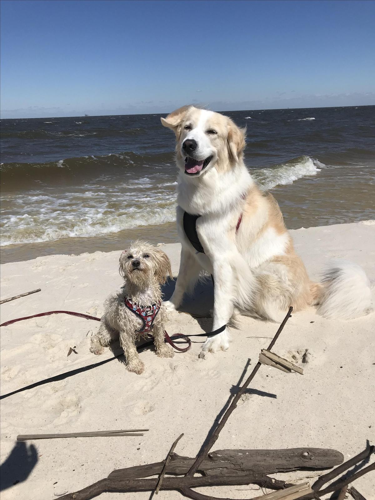 Dog Friendly Gulf Shores Al Bring Fido