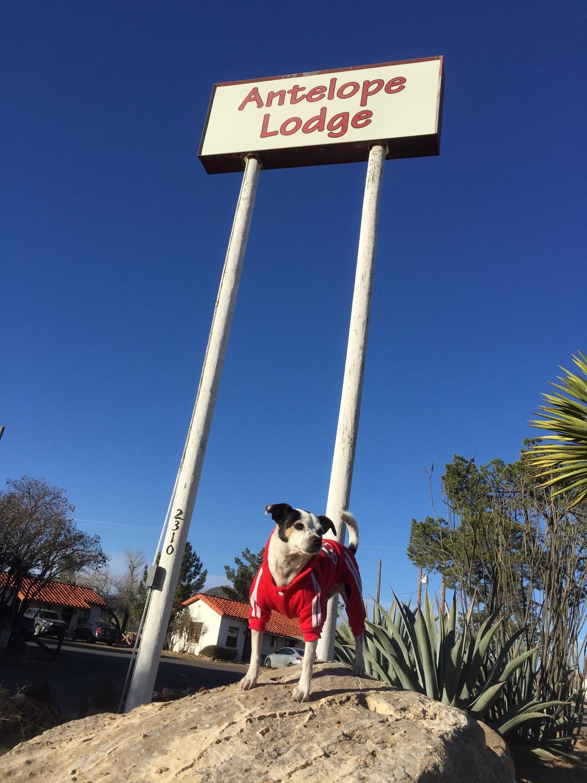 Dog Friendly Alpine, TX BringFido