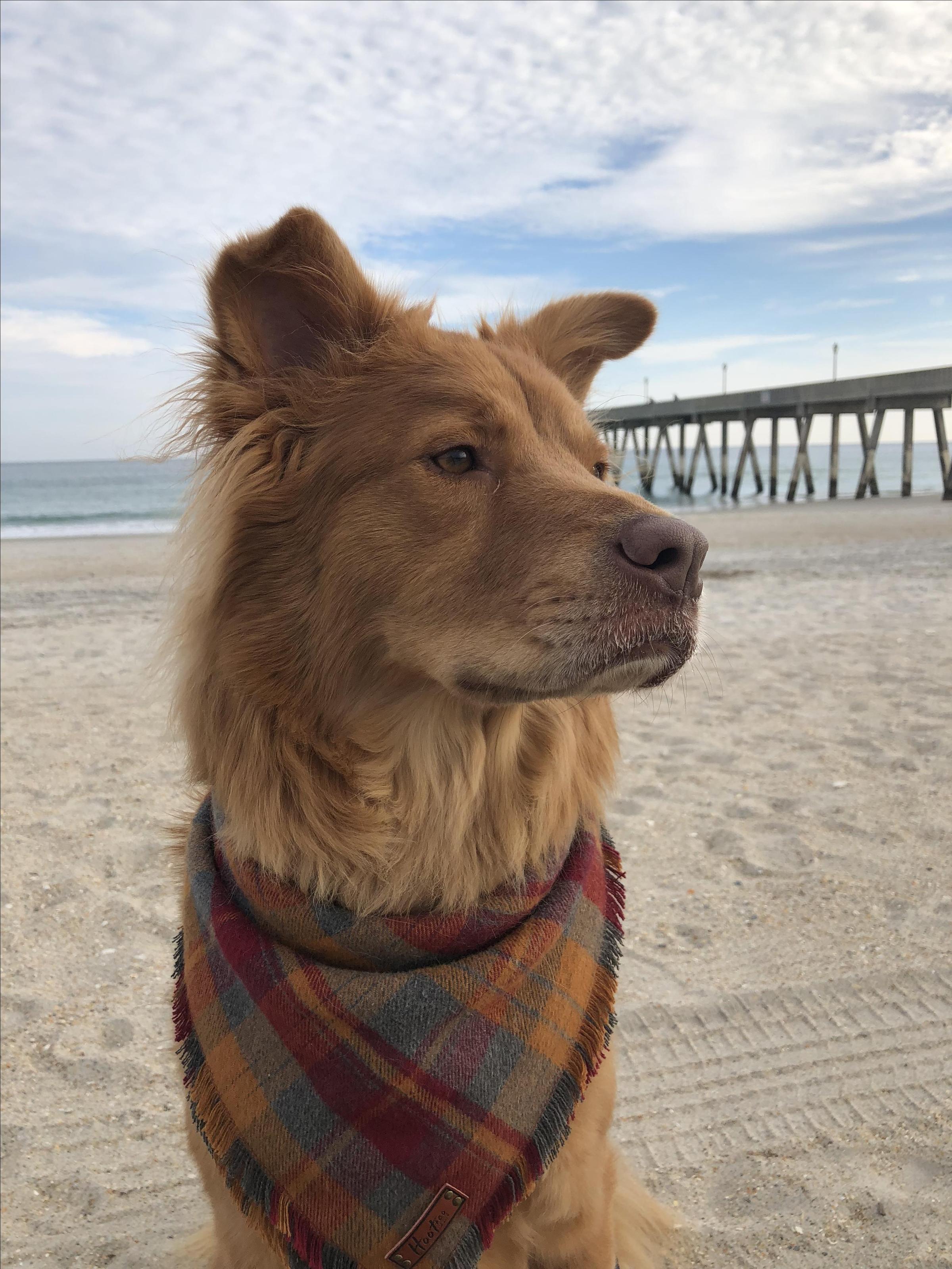 Dog Friendly Wrightsville Beach Nc Bring Fido