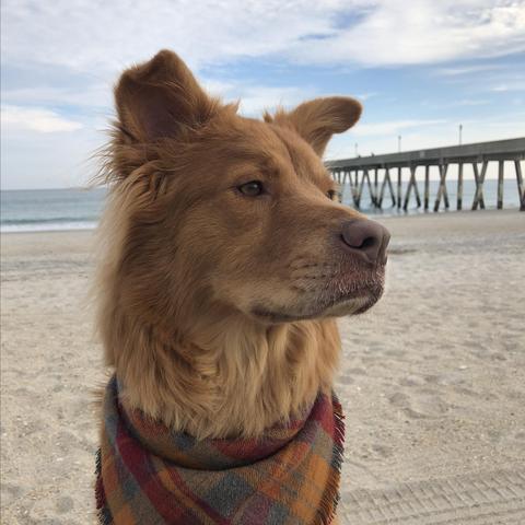 Dog Friendly Wrightsville Beach Nc Bring Fido