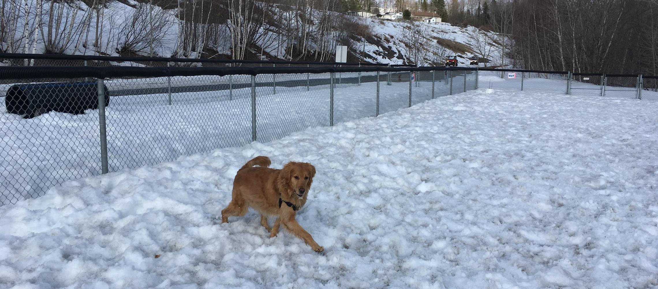 Dog Friendly Edmundston, NB