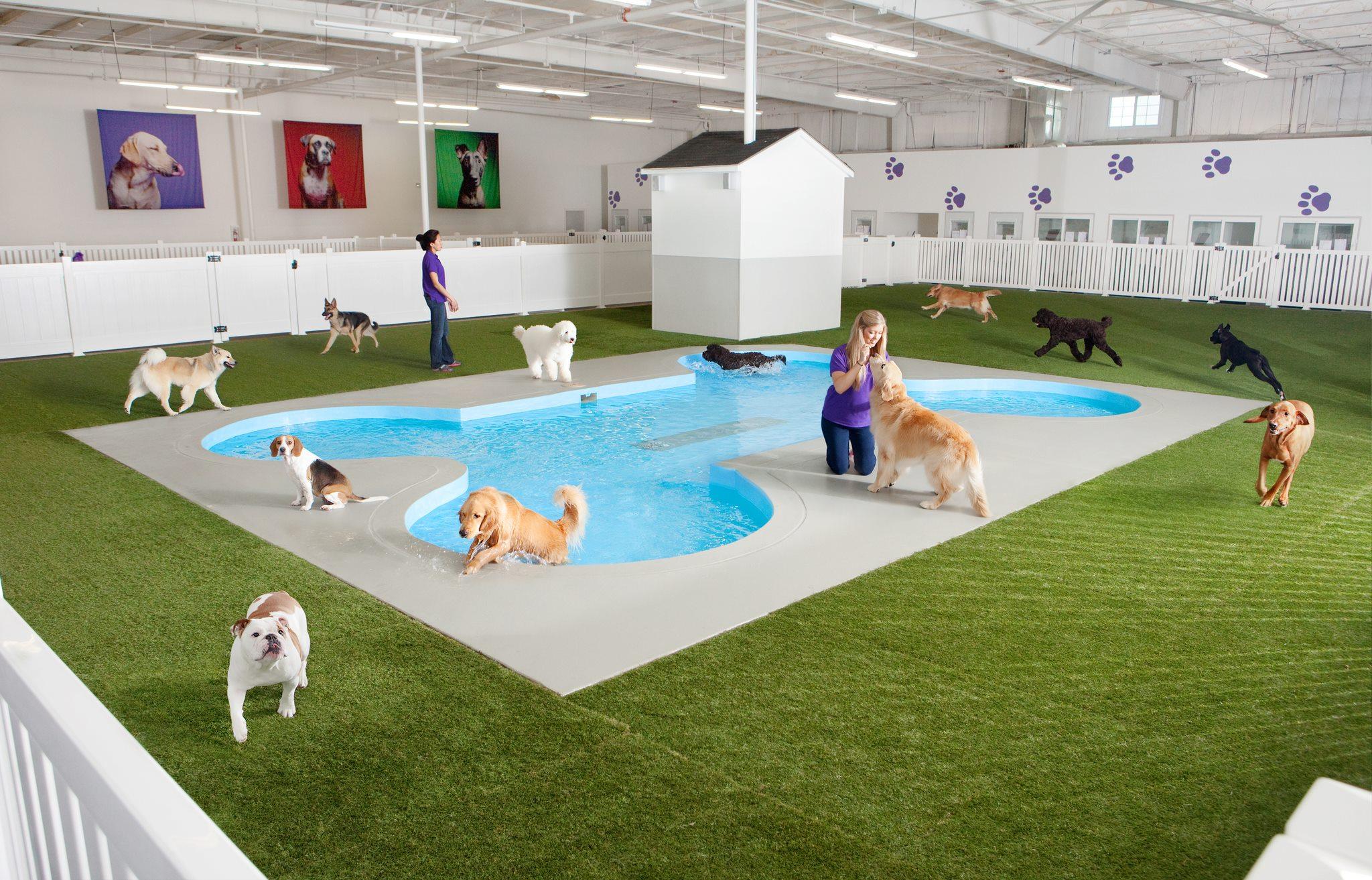 Pet Friendly Paradise 4 Paws Midway Airport