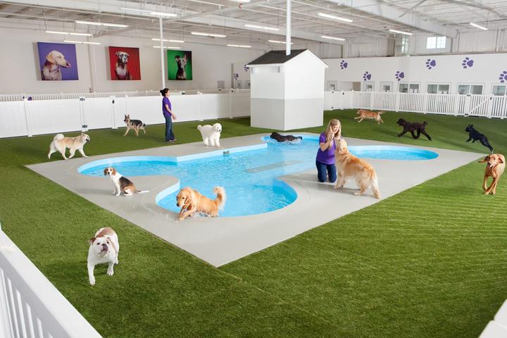 Pet Friendly Paradise 4 Paws Midway Airport