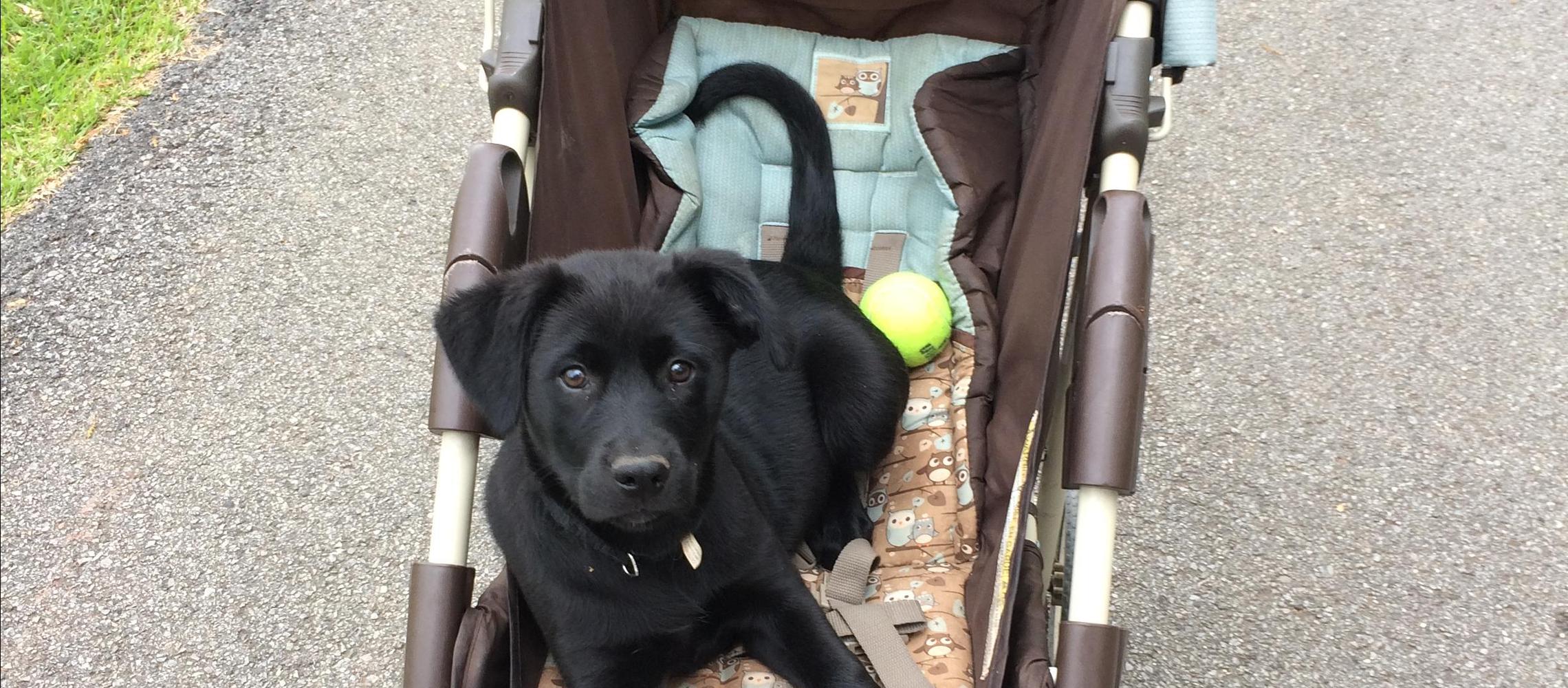 Dog Friendly Dora, AL