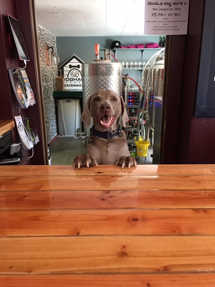 Dog Friendly Leavenworth Wa Bring Fido