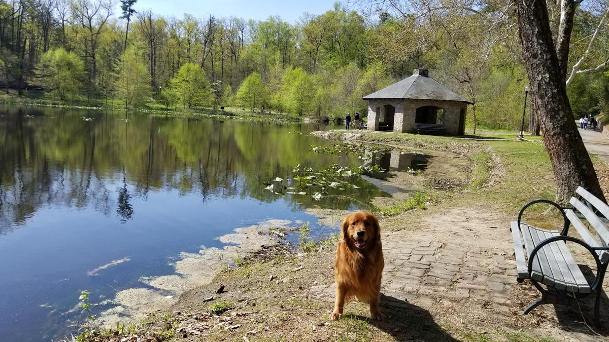 Dog Friendly Richmond, VA Bring Fido