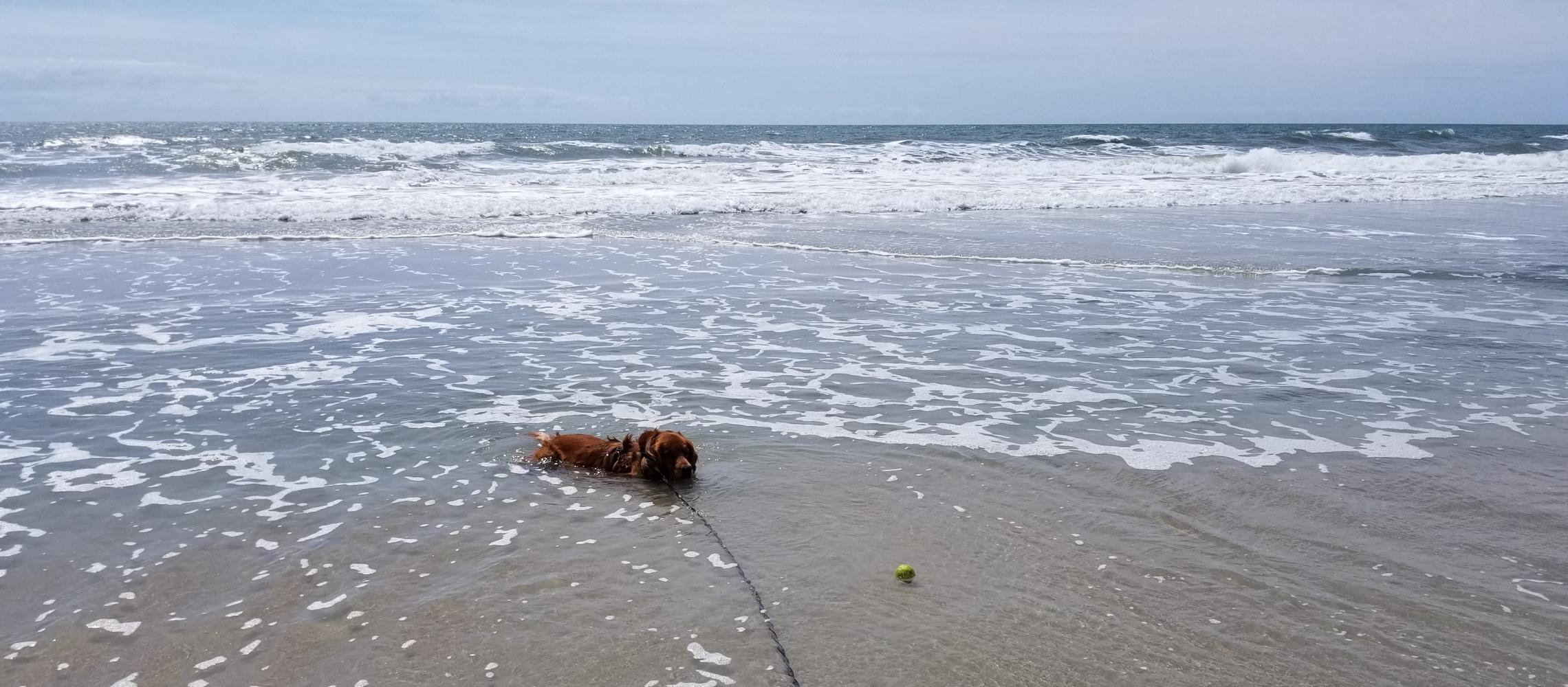Dog Friendly Murrells Inlet, SC