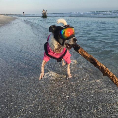 Dog Friendly Sanibel Fl Bring Fido