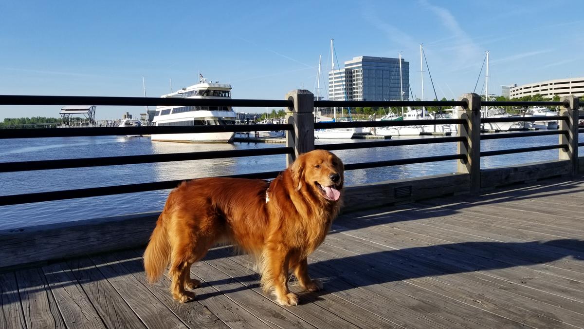 is the chicago riverwalk dog friendly is the chicago riverwalk dog friendly