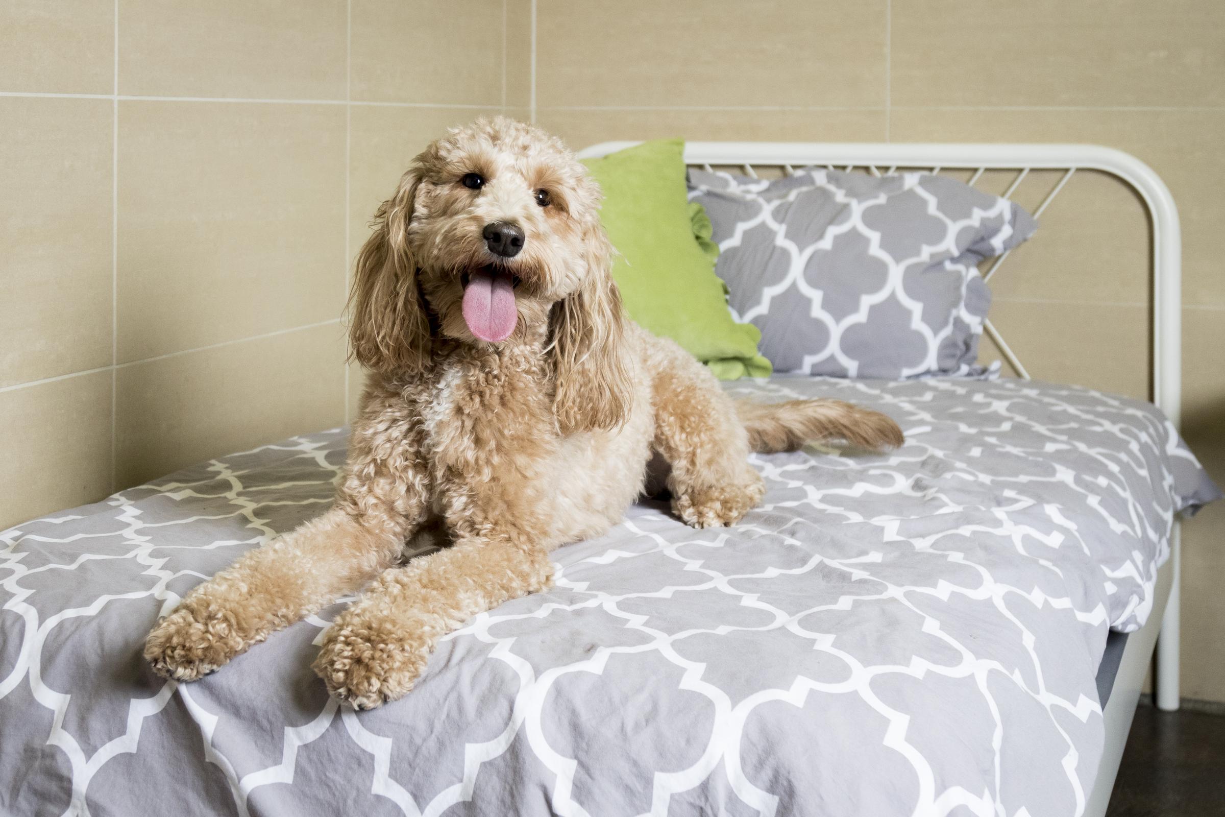 Pet Friendly Pooch Hotel Chicago Lincoln Park