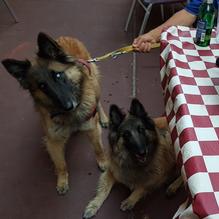 Nicolino's Italian Restaurant restaurant view 2