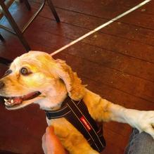 The Blue Dog Beer Tavern restaurant view 2