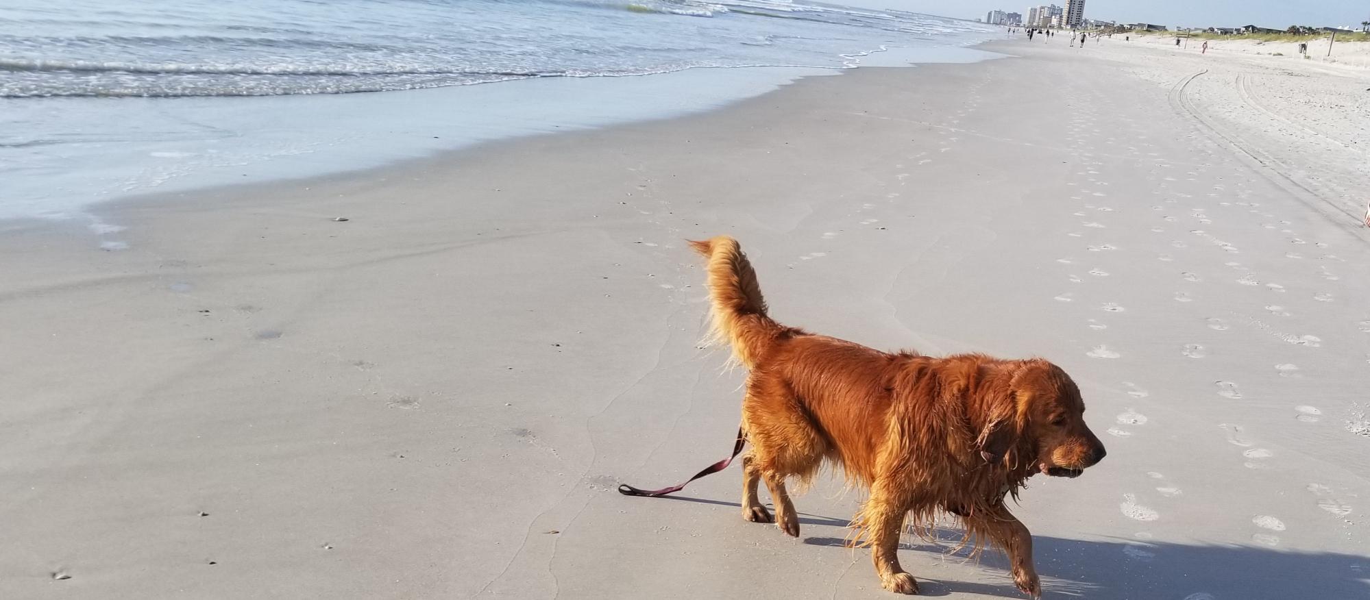 Dog Friendly Neptune Beach, FL