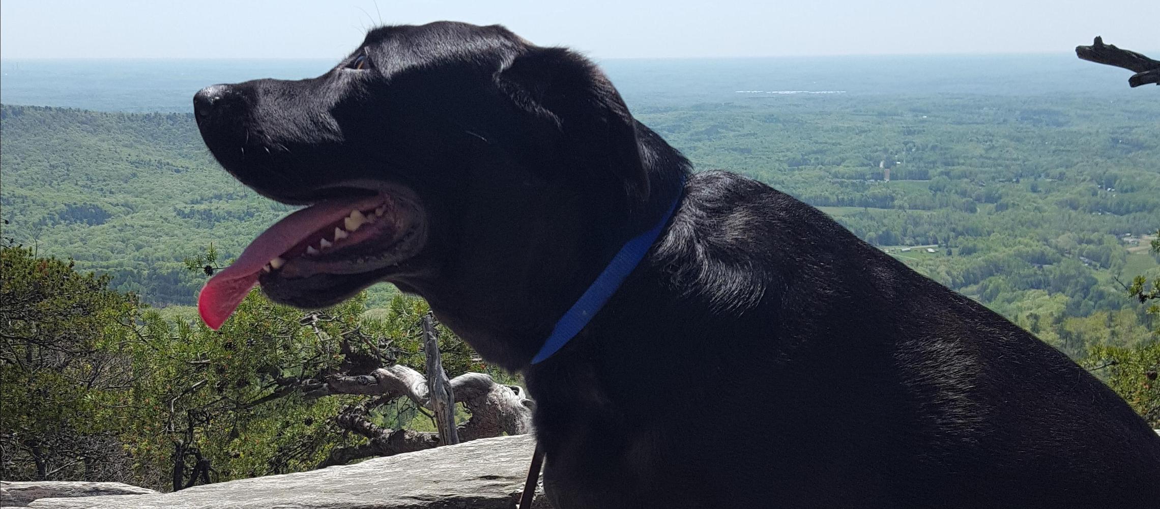 Dog Friendly Danbury, NC