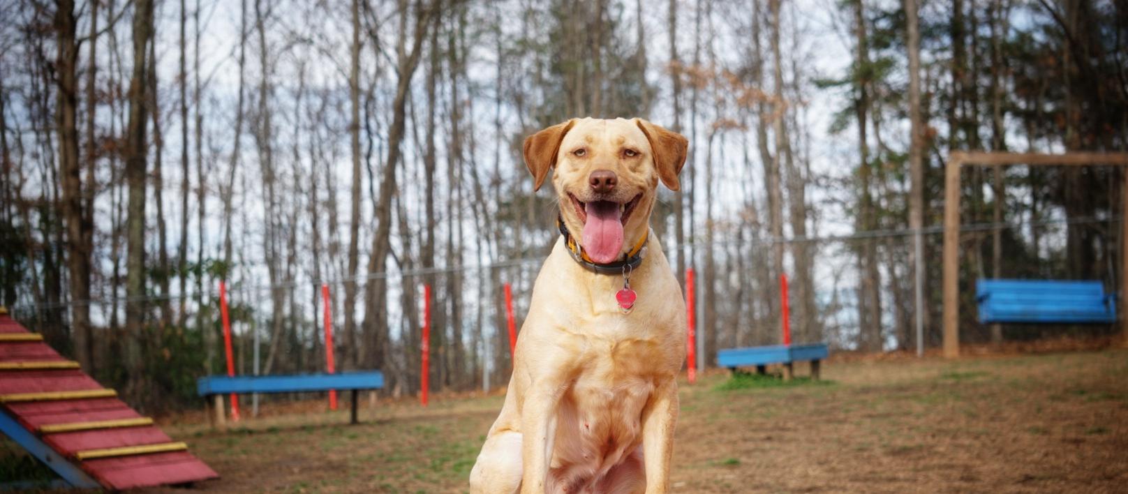Dog Friendly Hudson, NC