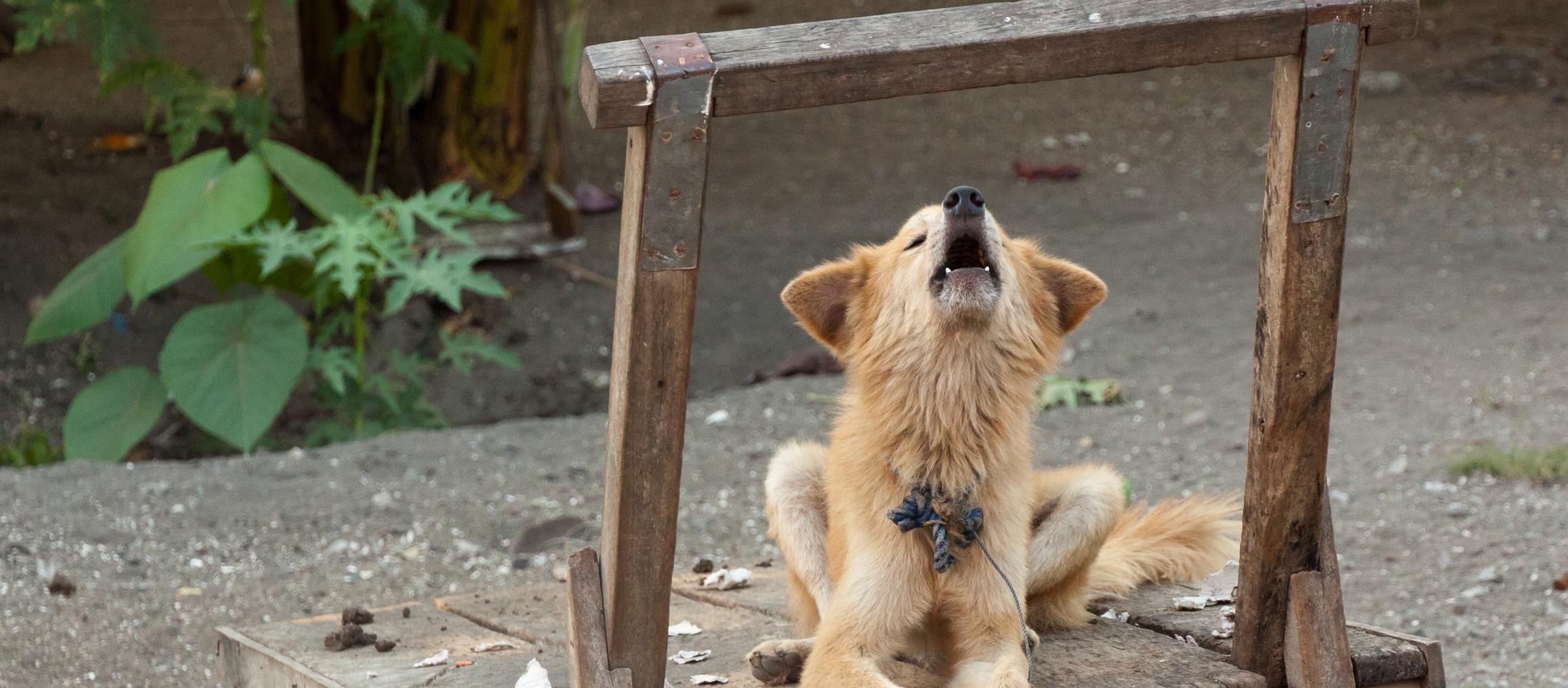 Dog Friendly Equatorial Guinea