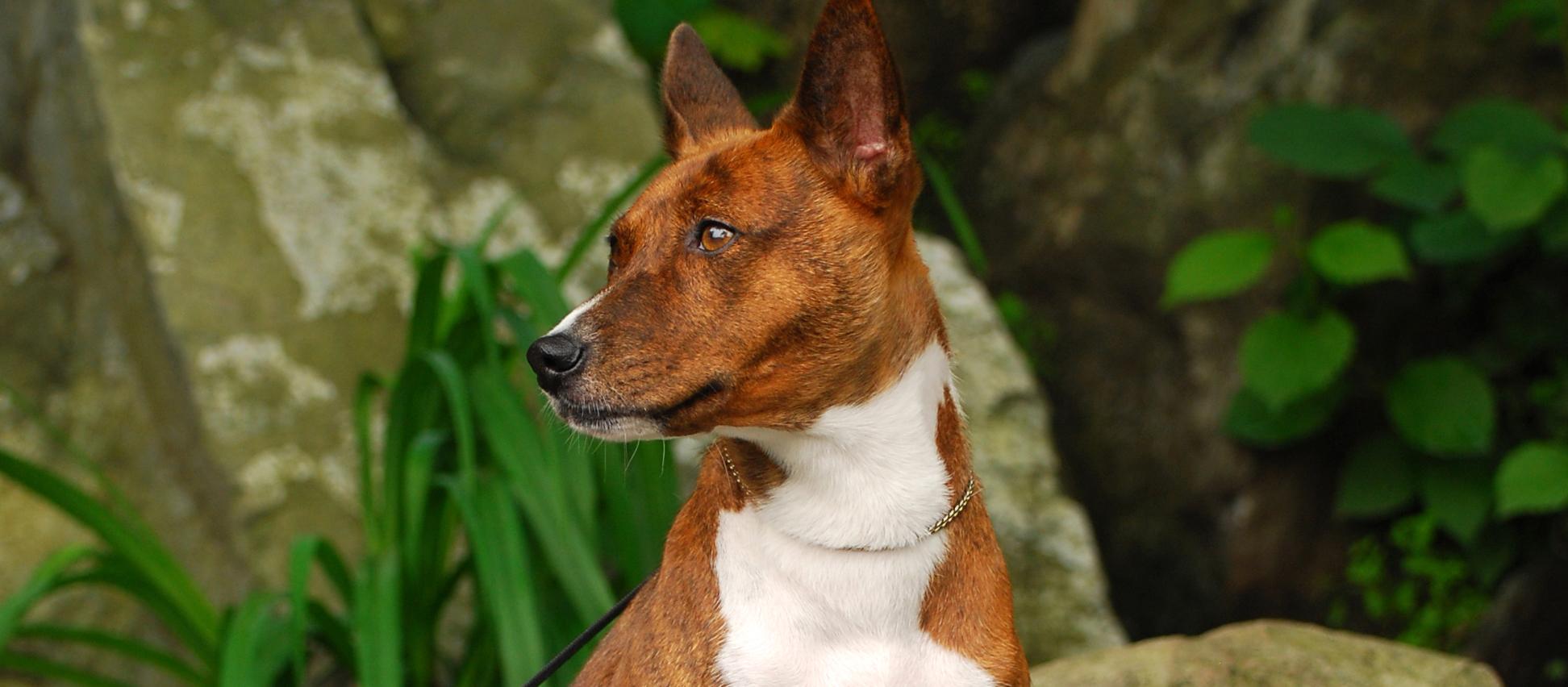 Dog Friendly Democratic Republic of the Congo
