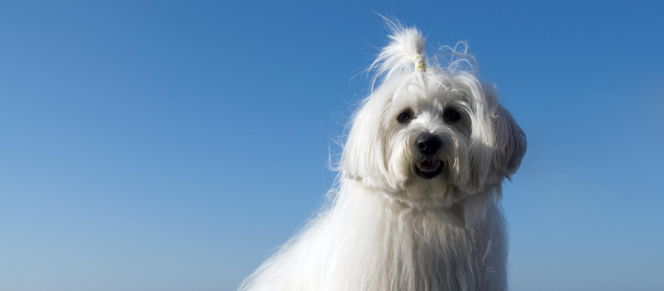 Dog Friendly Madagascar