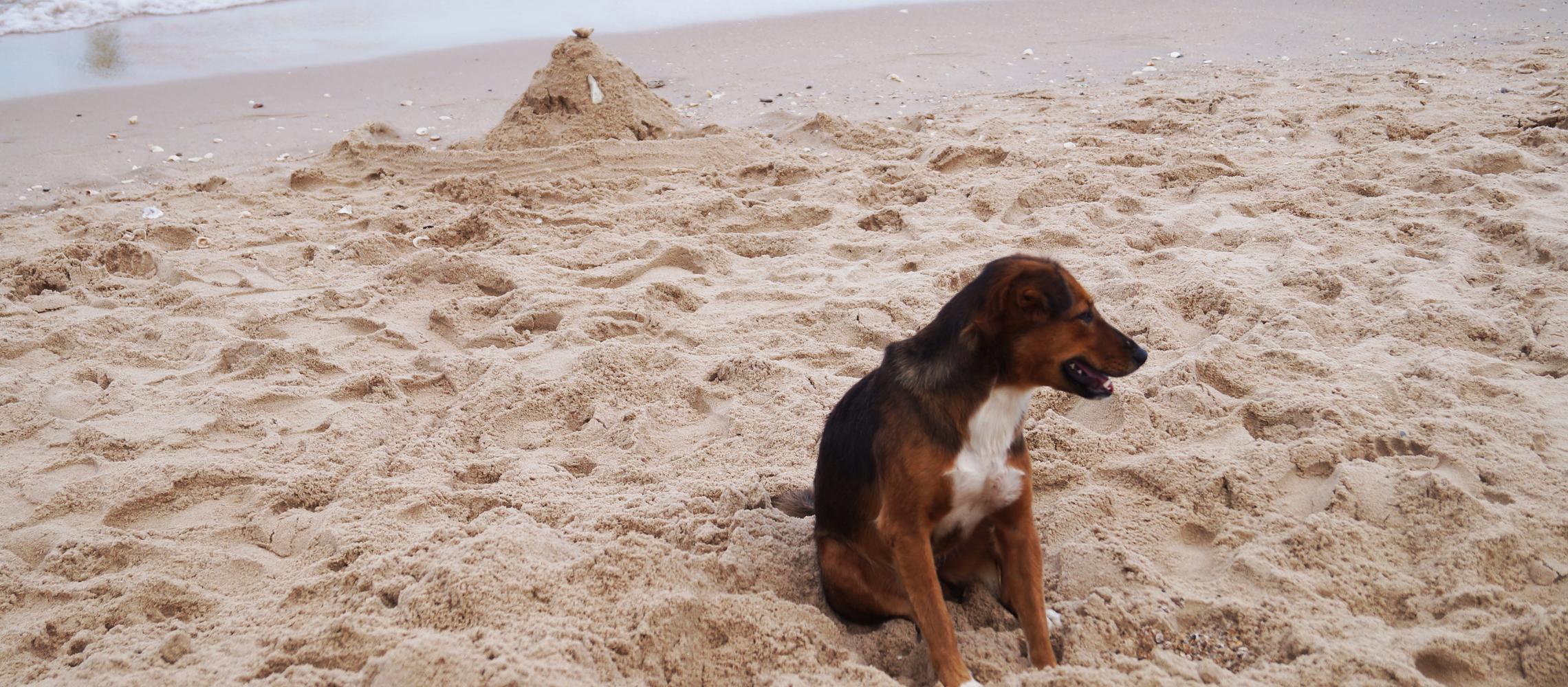 Dog Friendly Gambia