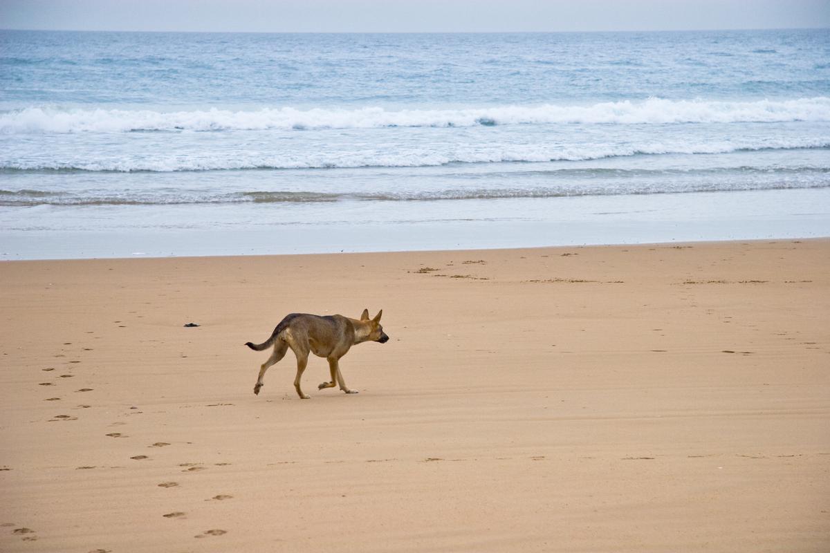 Dog Walks Along the Beach in Agadir, Morocco