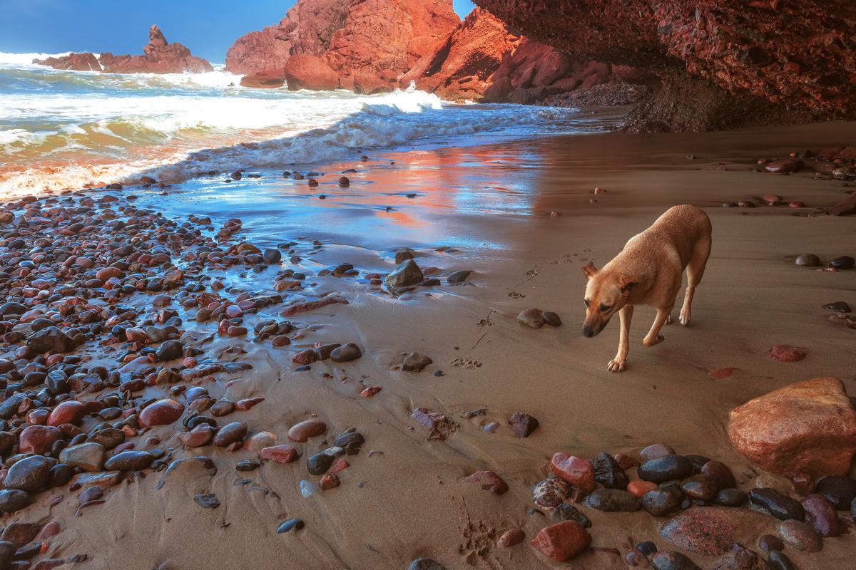 Dog Walks Along the Shore in a Sea Cave in Morocco