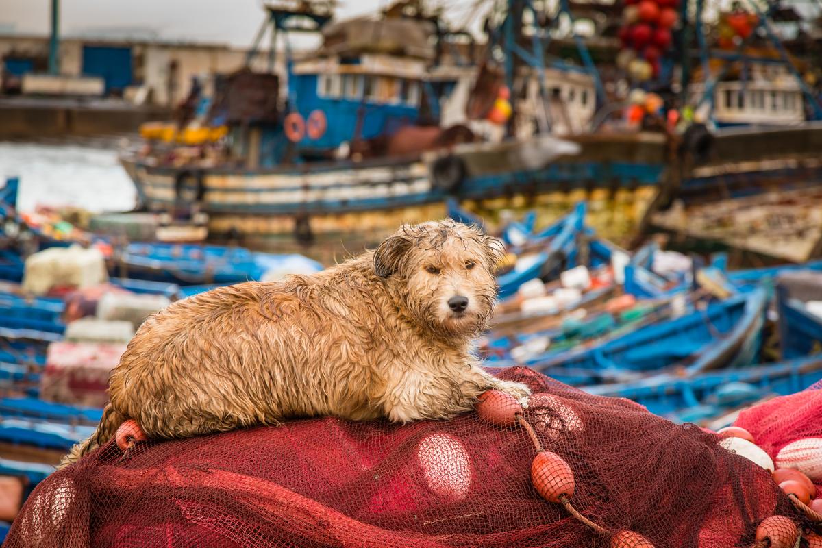 Wet Fisherman Dog in Essaouira, Morocco