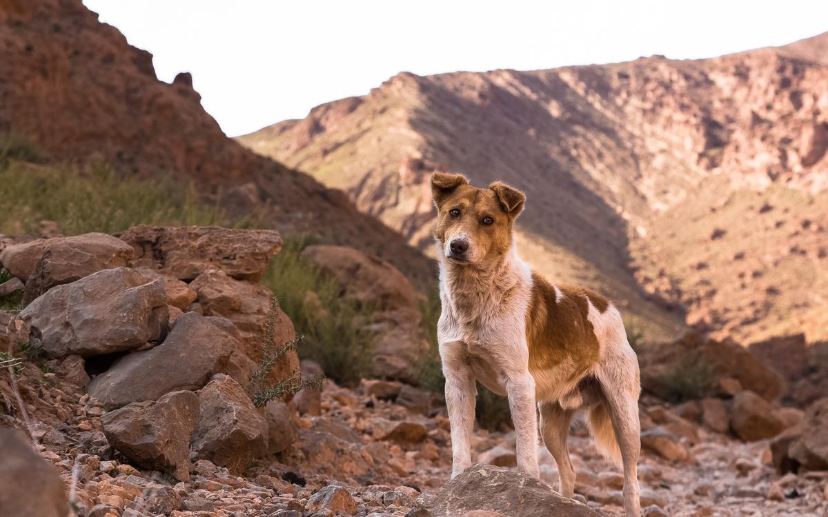 Dog Stands on Rocks in the Todra Gorge