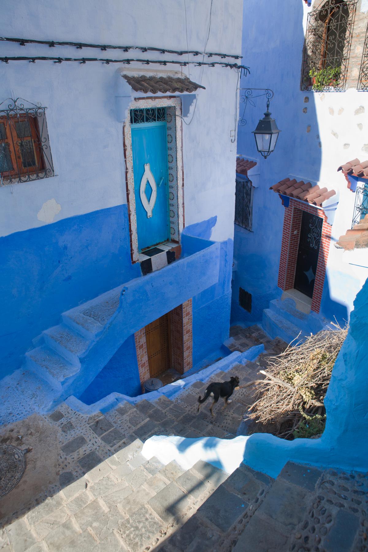 Dog Walks Down Stairs of Blue Buildings in Morocco