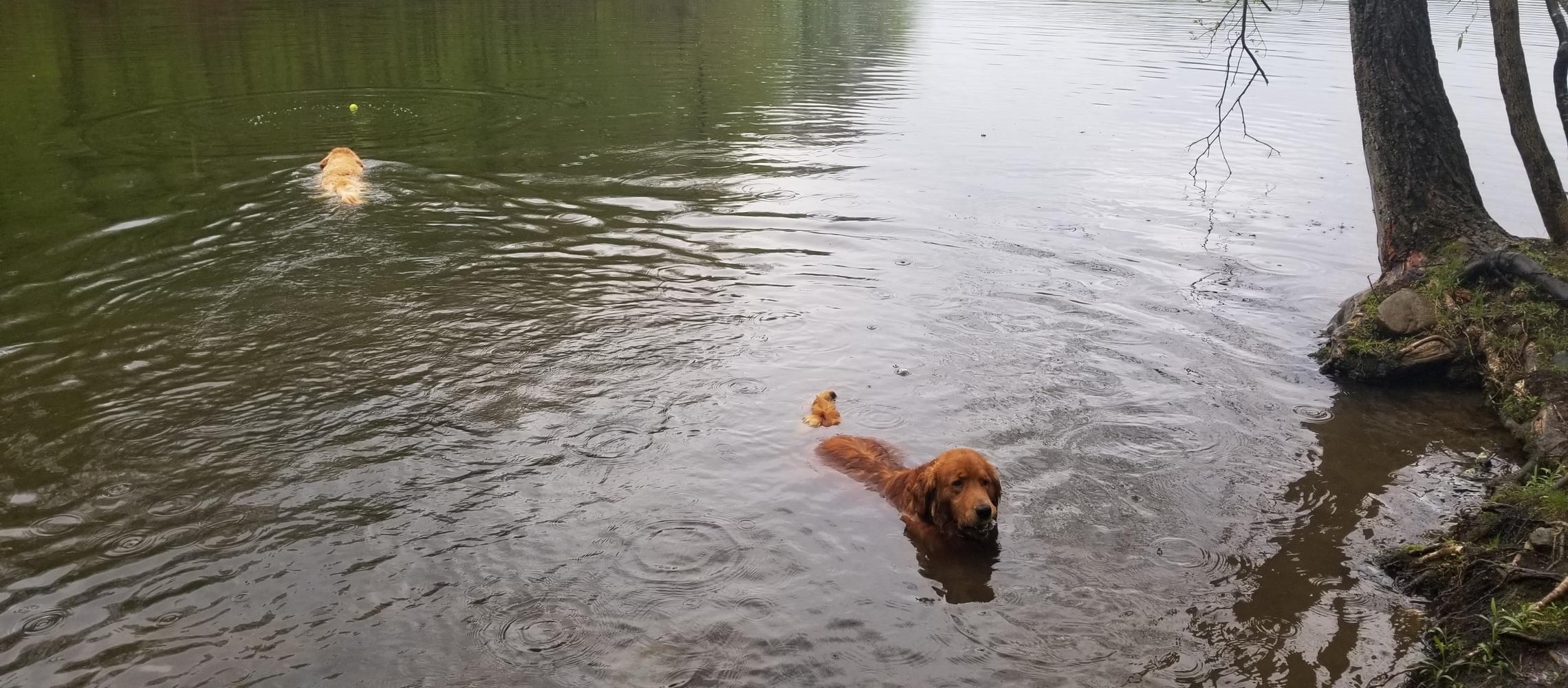Dog Friendly Ossining, NY