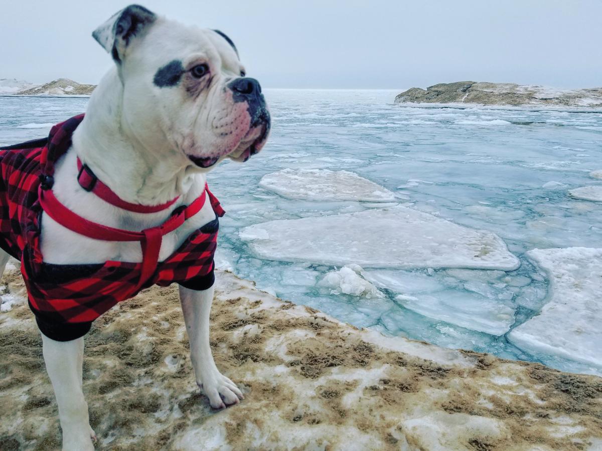 Dog Friendly Holland Mi Bringfido