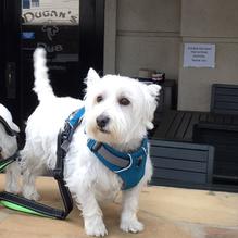 Dugan's Pub restaurant view 1