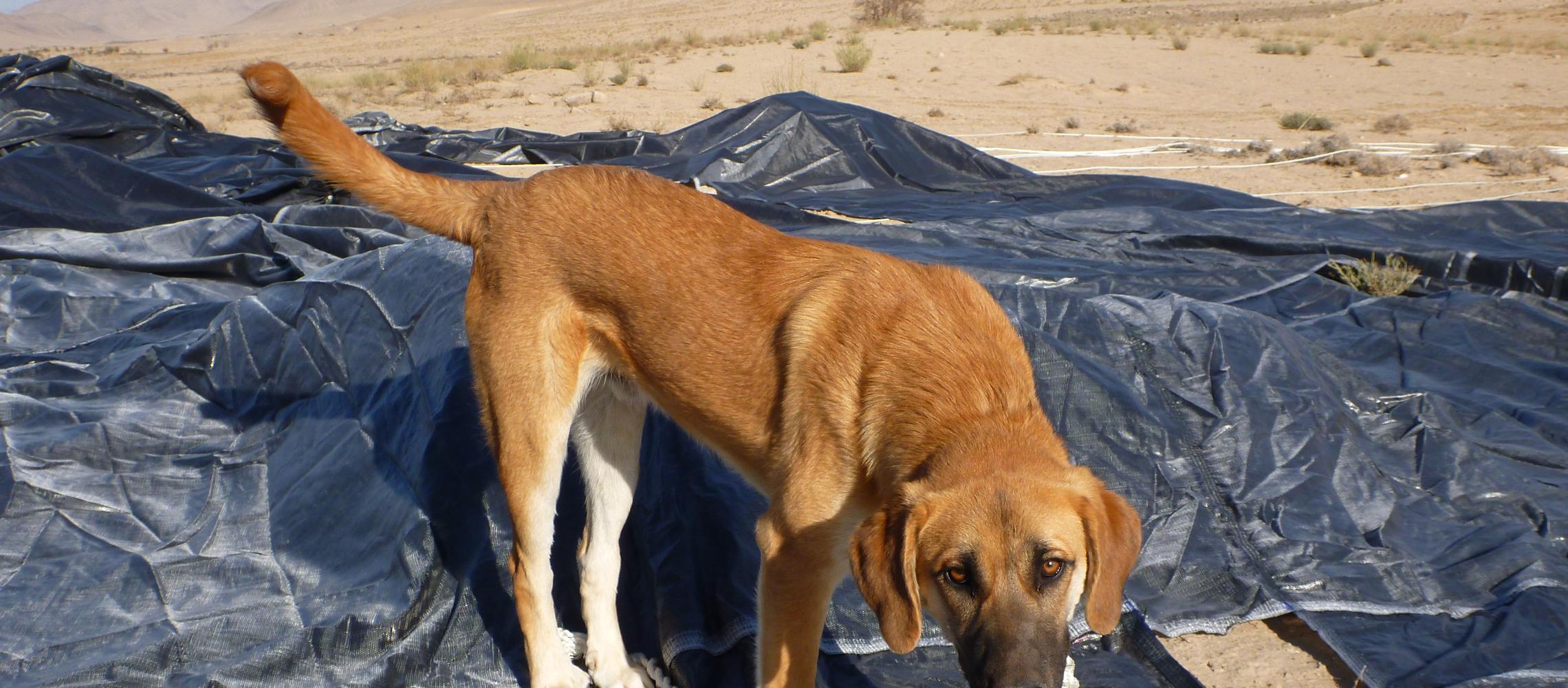 Dog Friendly Afghanistan