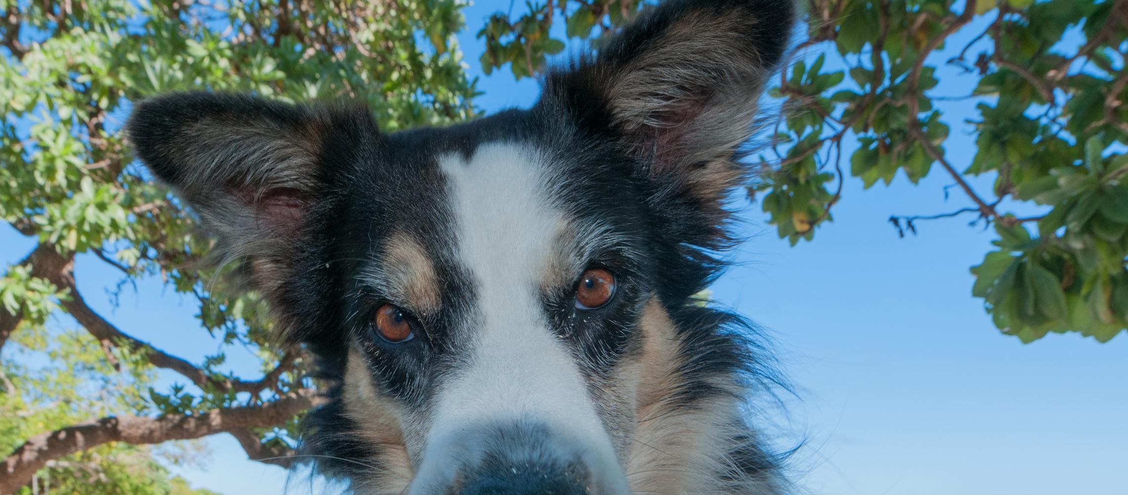 Dog Friendly Tonga