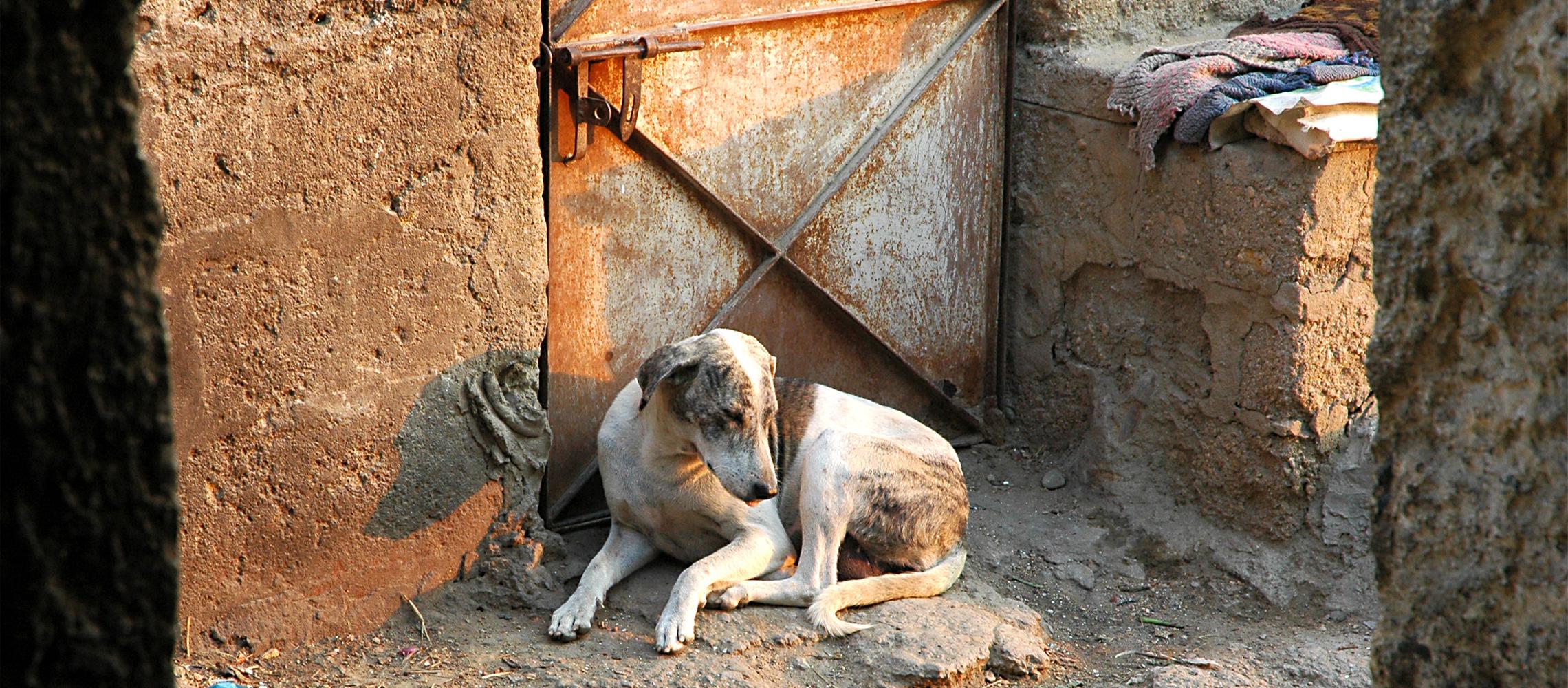 Dog Friendly Pakistan