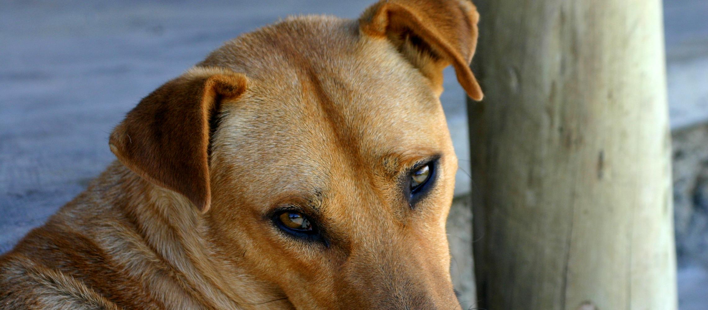 Dog Friendly Tanzania