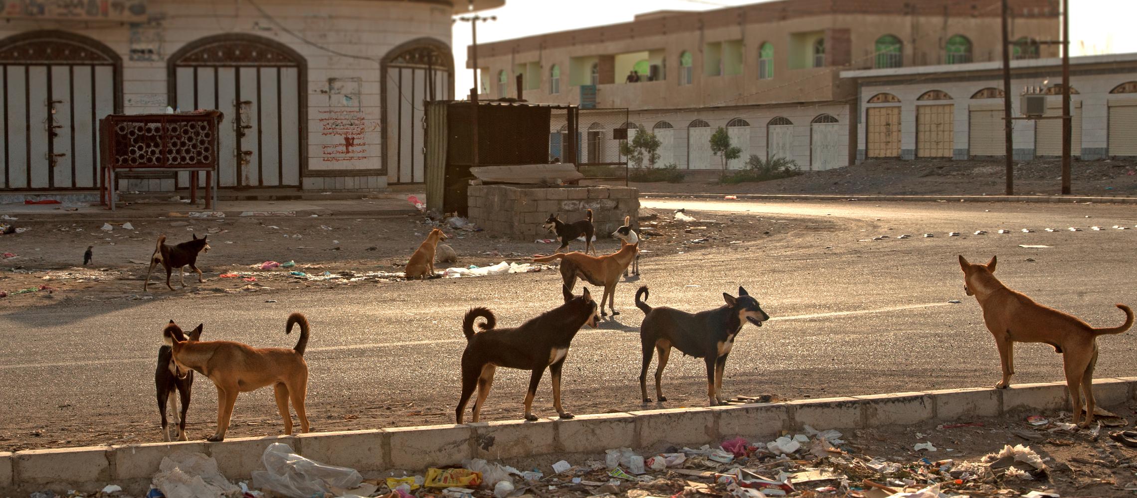 Dog Friendly Yemen