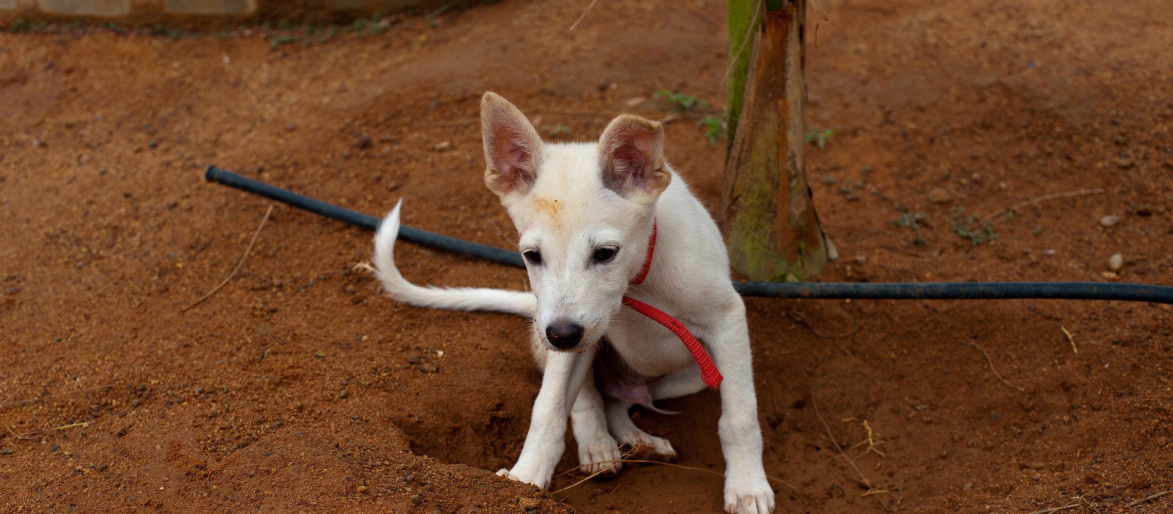 Dog Friendly Uganda